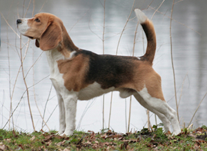 1 frei stehbilder maerz 14 043 hp beagle