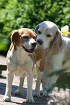 Fredo und Tara