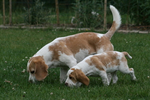 Fredo und Dunkin