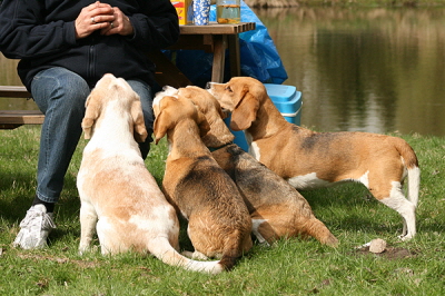 Brave Beagles :-)