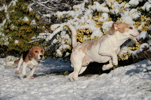 Jagd im Schnee