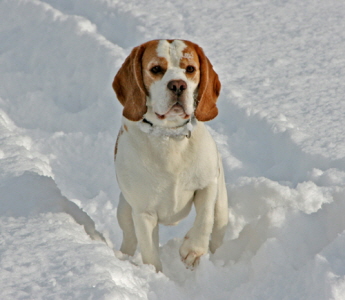 Karuso im Schnee