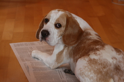 Dunkin beim Zeitung lesen