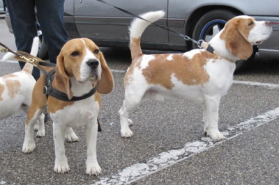 Kalli und Karuso beim Gipsytreffen