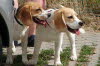 Molly und Lucie (rechts)  2010