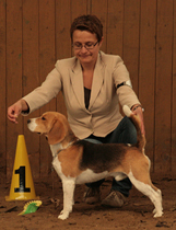 harley V1 jugend houndshow schoeningen 2013 083 klein1